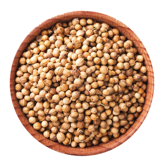 Coriander